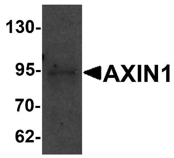 a00986 axin1 primary antibodies wb testing 1