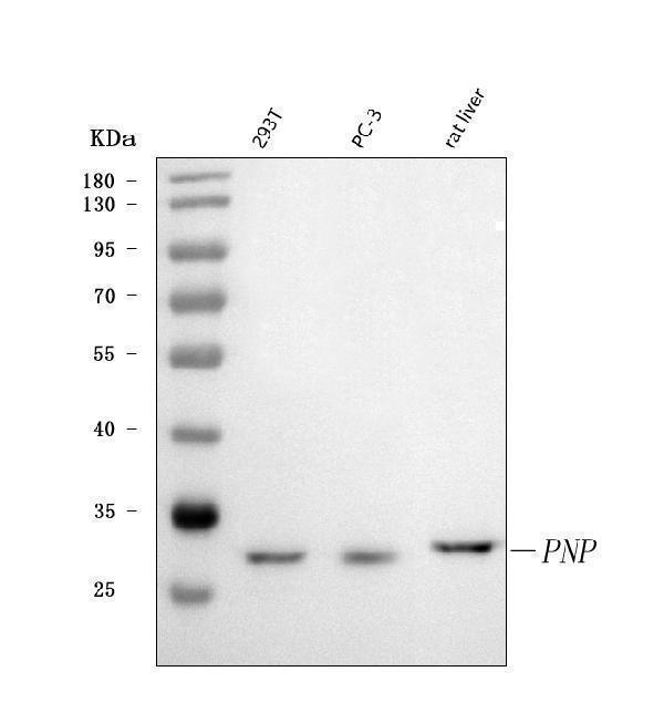 a00988 1 pnp primary antibodies wb testing 1