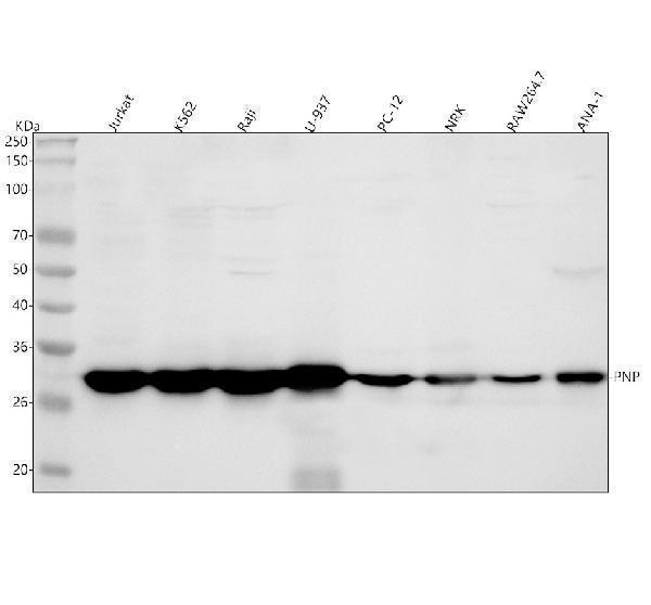  Western blot analysis of PNP using anti-PNP antibody (A00988-2)