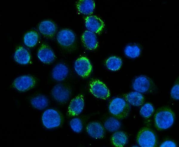  IF analysis of FXI/F11 using anti-FXI/F11 antibody (A00989-1)