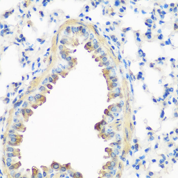 Immunohistochemistry of paraffin-embedded mouse lung using Caveolin-3  antibody  at dilution of 1:200 