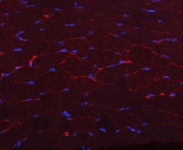 a00990 2 cav3 primary antibodies if testing 3_1