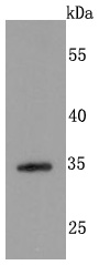 Western blot analysis of Syndecan 1 on NIH-3T3 cells lysates using anti-Syndecan 1 antibody at 1/500 dilution