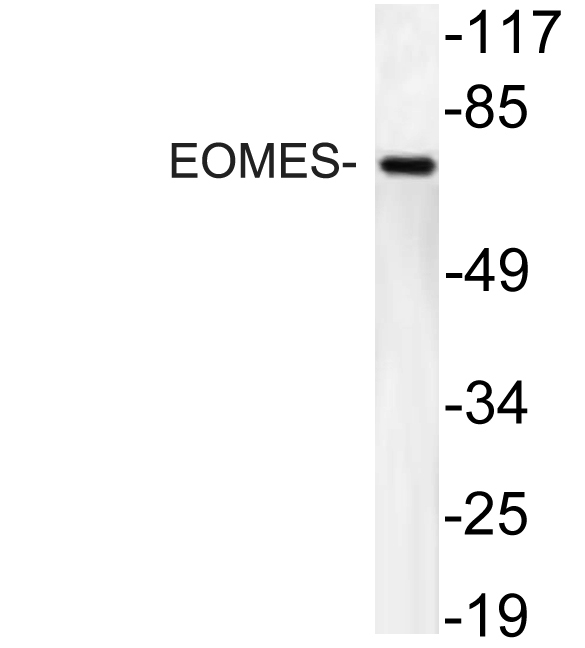 a00992 eomes primary antibodies wb testing 1