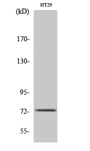 a00992 eomes primary antibodies wb testing 2