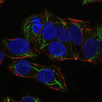 a00994 2 prkaa1 primary antibodies if testing 4