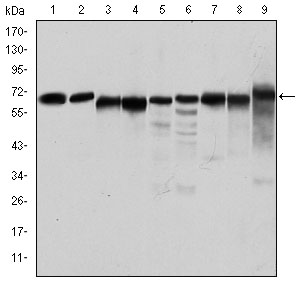 Western Blot analysis using AMPKα1 Monoclonal Antibody against Jurkat (1), HeLa (2), HepG2 (3), MCF-7 (4), Cos7 (5), NIH/3T3 (6), K562 (7), HEK293 (8), and PC-12 (9) cell lysate