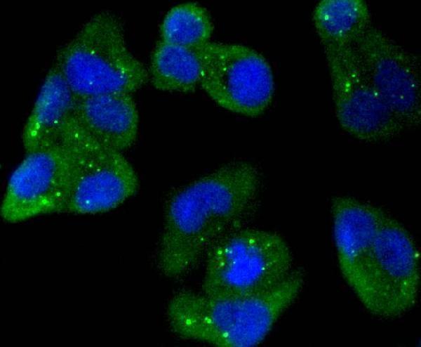 ICC staining AMPK alpha 1 in Hela cells (green)
