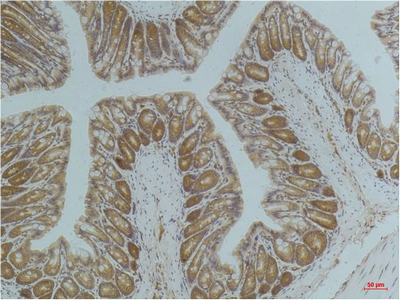 Immunohistochemical analysis of paraffin-embedded Mouse ColonTissue using AMPK a1 Mouse mAb diluted at 1:200