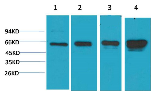 Western blot analysis of 1)Hela, 2) 293T, 3)3T3, 4) PC12 with AMPK a1 Mouse mAb diluted at 1:2, 000