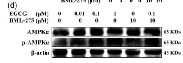 Western Blot analysis of HELA cells using Phospho-AMPKα1 (S496) Polyclonal Antibody diluted at 1:2000