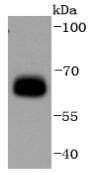 a00994s496 prkaa1 primary antiboties wb testing 1