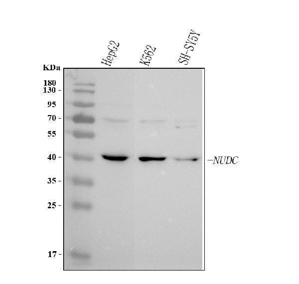  Western blot analysis of NUDC using anti-NUDC antibody (A00995-1)