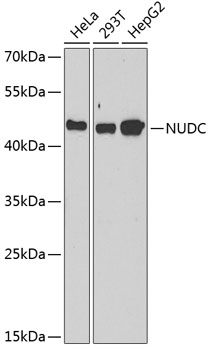 a00995 nudc primary antiboties wb testing 1