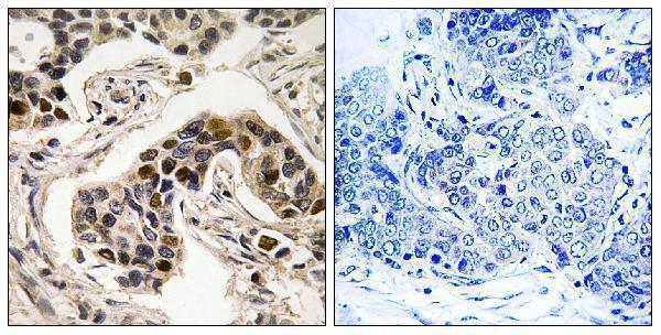 a00995s326 nudc primary antibodies ihc testing 1