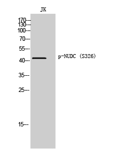 a00995s326 nudc primary antibodies wb testing 2