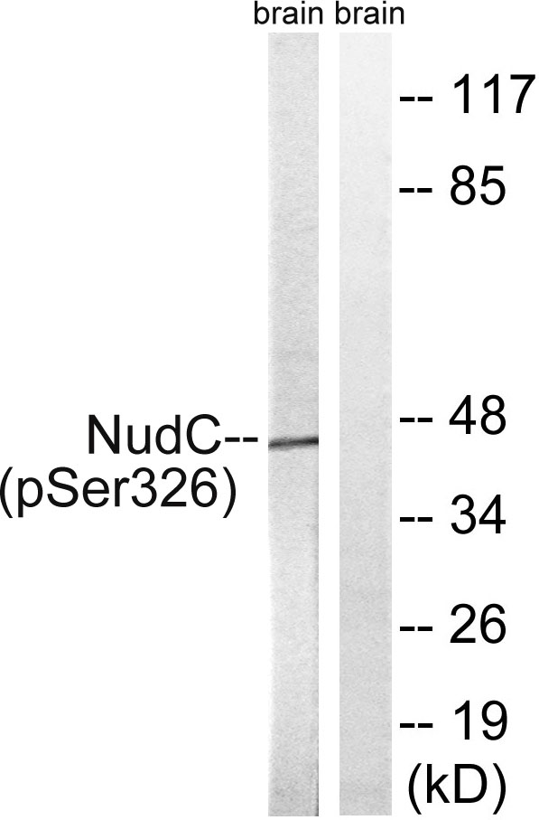 a00995s326 nudc primary antibodies wb testing 3