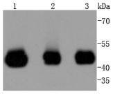 Western blot analysis of MEK2 on different lysates using anti-MEK2 antibody at 1/1,000 dilution
