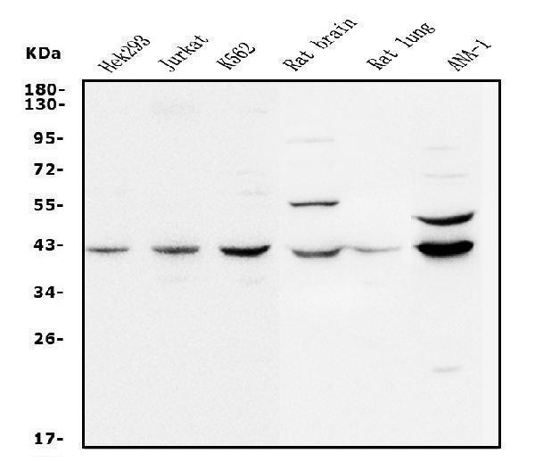 a00996 2 mek2 primary antibodies wb testing 1