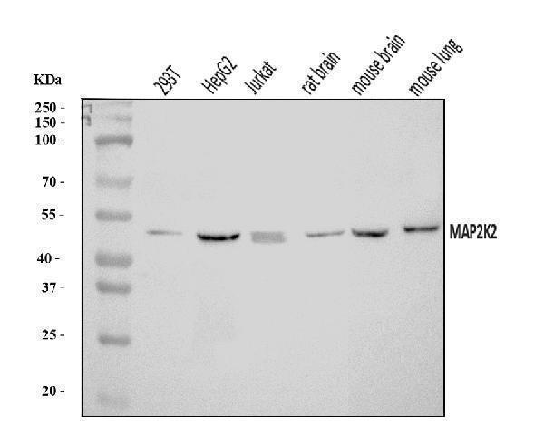  Western blot analysis of MEK2/MAP2K2 using anti-MEK2/MAP2K2 antibody (A00996-3)