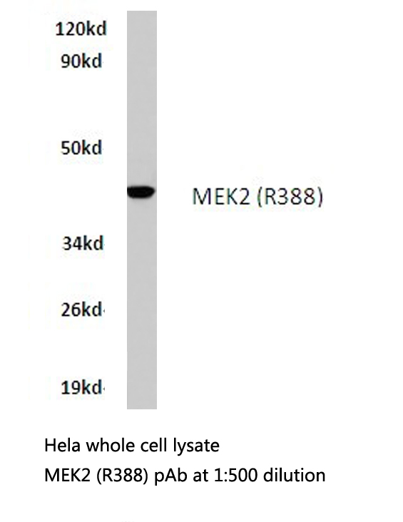 Western blot (WB) analysis of MEK2 (R388) polyclonal antibody in extracts from hela cells