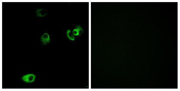 Immunofluorescence analysis of MCF7 cells, using DRD4 Antibody