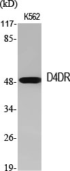 Western Blot analysis of various cells using D4DR Polyclonal Antibody