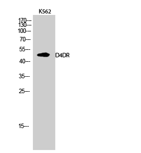 Western Blot analysis of K562 cells using D4DR Polyclonal Antibody
