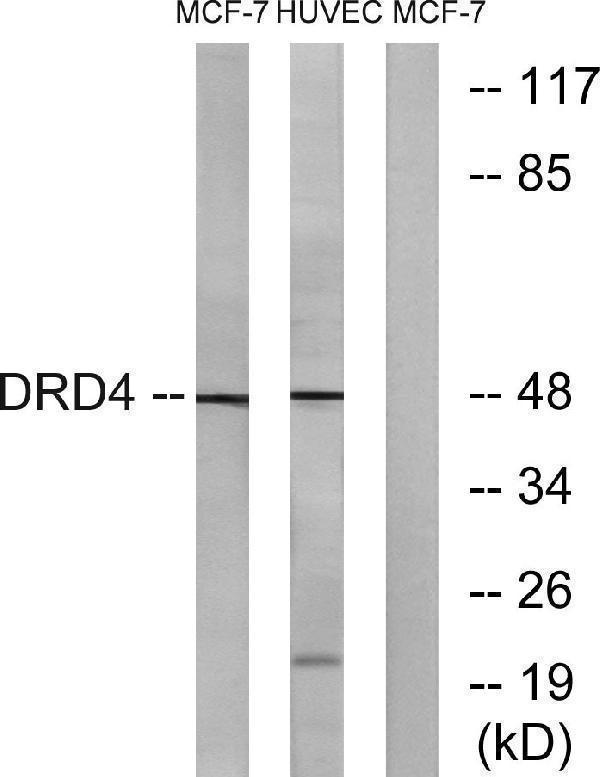 a00998 1 drd4 primary antibodies wb testing 4