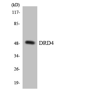 a00998 1 drd4 primary antibodies wb testing 5