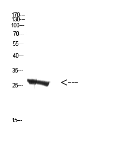 Western Blot analysis of mouse-kidney cells using Antibody diluted at 500