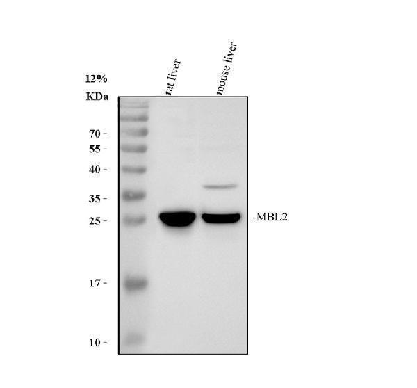 a01000 2 mbl2 primary antibodies wb testing 1_1