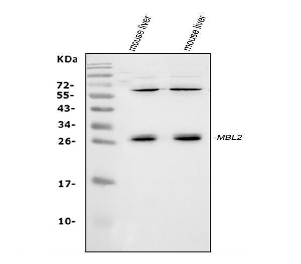 a01000 3 mbl2 primary antibodies wb testing 1