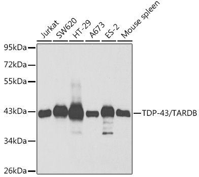 a01001 1 tardbp primary antiboties wb testing 1