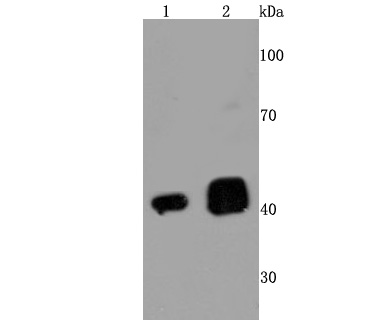a01001 2 tardbp primary antiboties wb testing 1