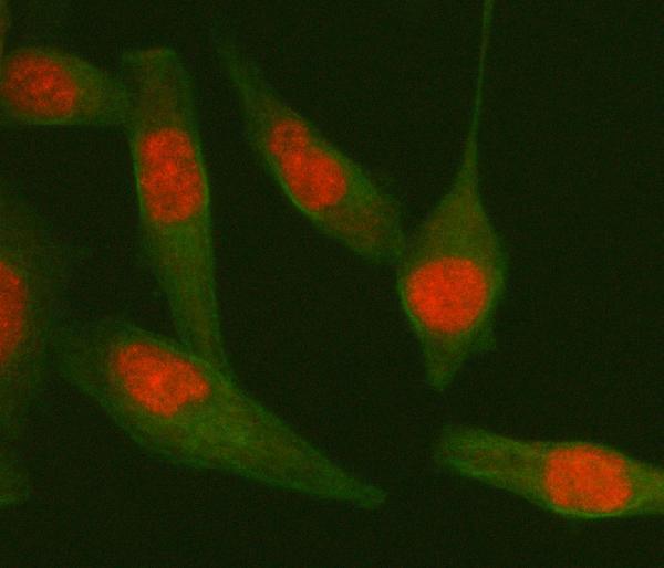 a01001 3 tardbp primary antibodies if testing 8