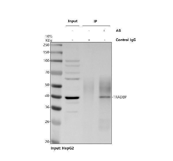 a01001 3 tardbp primary antibodies ip testing 1