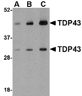Western blot analysis of TDP43 in HeLa cell lysate with TDP43 antibody at (A) 0