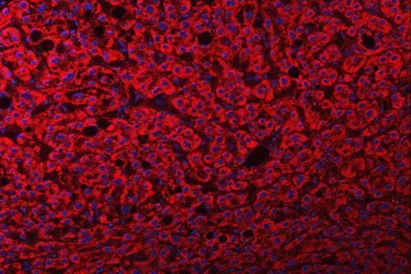 a01003 fry primary antibodies if testing 8