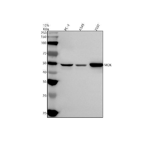 a01004 4 mok primary antibodies wb testing 1