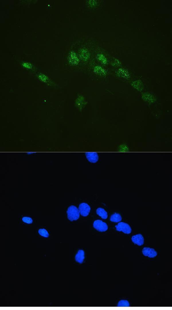 a01007 1 cbfb primary antibodies if testing 5