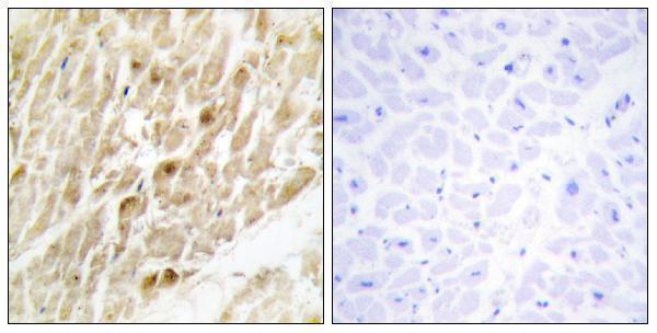 a01007 cbfb primary antibodies ihc testing 1