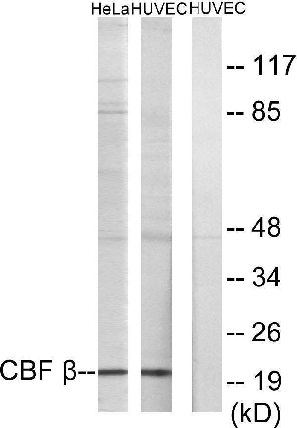 a01007 cbfb primary antibodies wb testing 3