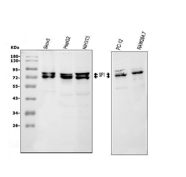 a01009 splicing_factor_1 primary antibodies wb testing 1