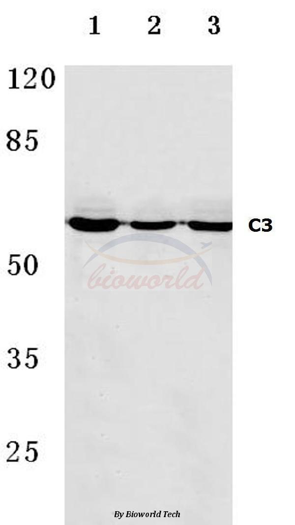 a01010 c9 primary antiboties wb testing 1