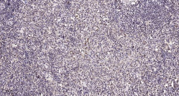 Immunohistochemical analysis of paraffin-embedded human spleen