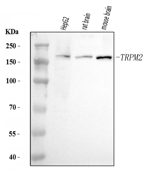 a01013 1 trpm2 primary antibodies wb testing 1
