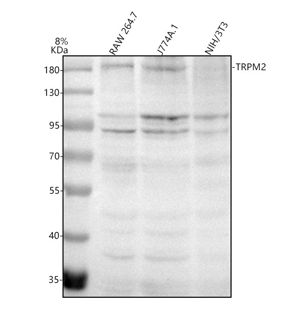 a01013 1 trpm2 primary antibodies wb testing 2