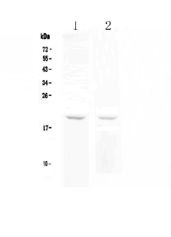  Western blot analysis of BCMA using anti-BCMA antibody (A01014-1)