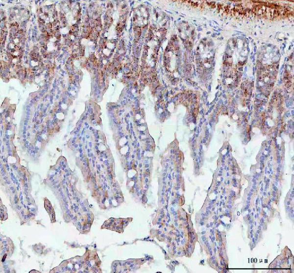 a01014 2 bcma primary antibodies ihc testing 1